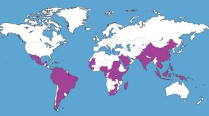 La répartition du virus chikungunya dans le monde transmis par les moustiques tigres en 2023