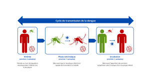 Méthode de transmission du virus chikungunya